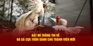 Thông tin chi tiết về đá gà cựa tròn cho người mới