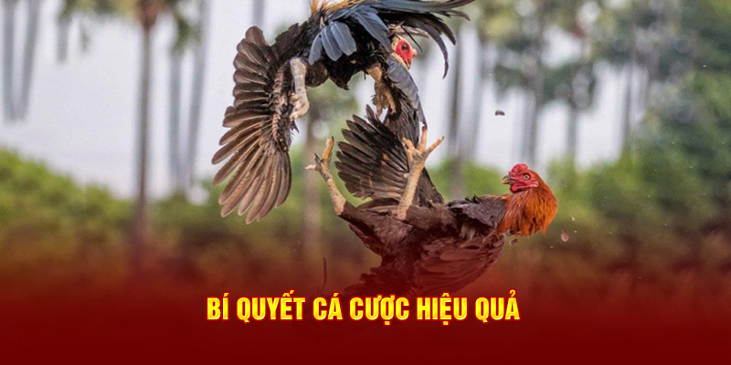 Bí quyết cá cược hiệu quả