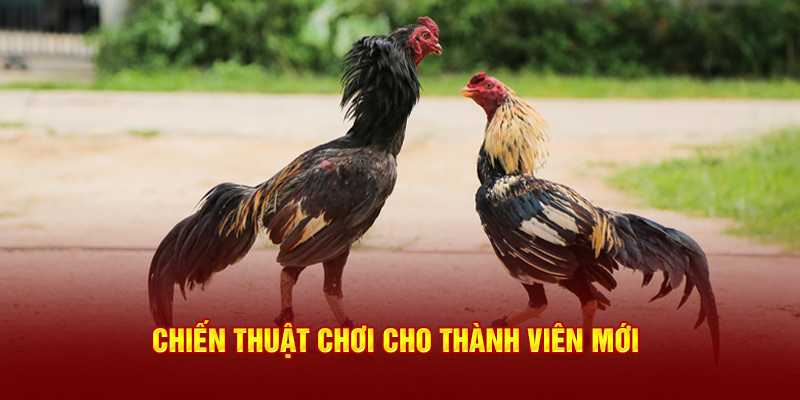 Chiến thuật chơi cho thành viên mới