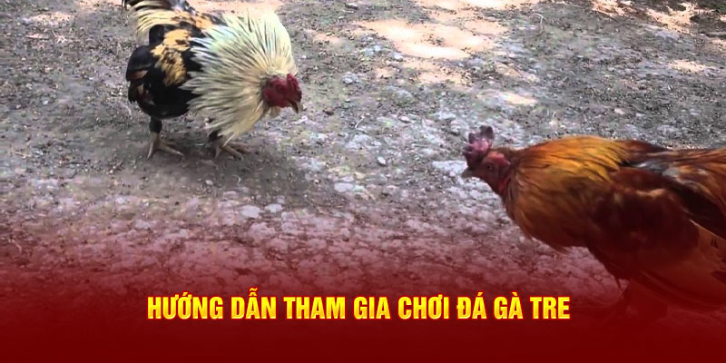 Hướng dẫn tham gia chơi đá gà tre