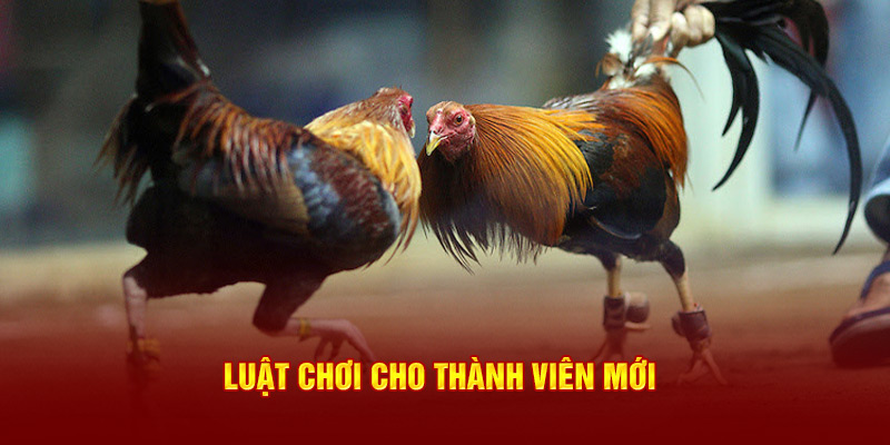 Luật chơi cho thành viên mới