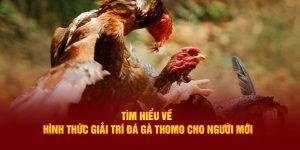 Đá gà Thomo cho người mới