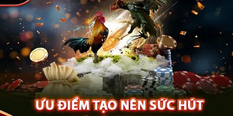 Nhà cái sở hữu nhiều điểm cộng đủ sức thu hút tín đồ đá gà nòi